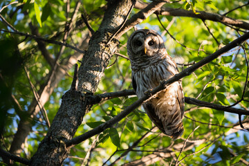 A barred owl perches high in a tree in late afternoon with sunlight streaming through the forest.