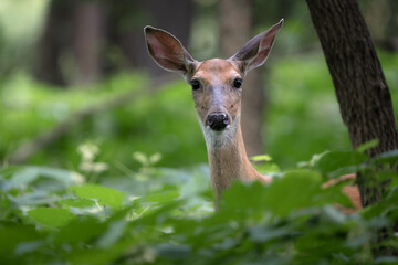A white-tailed doe peers above the bushes it was feeding in.
