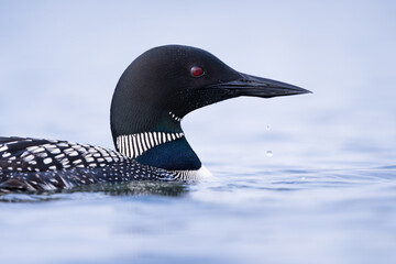 A close-up portrait of a loon, showcasing its sharp bill, red eye, and beautiful plumage.