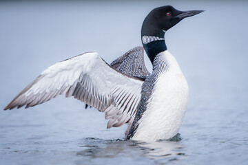 A loon rises out of the water to stretch its wings.