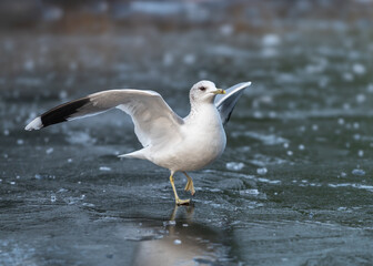 An adult Common Gull (Larus canus) walking on ice with wings raised