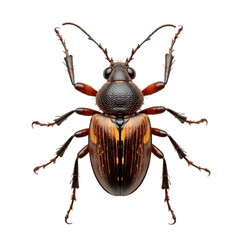 Single Firefly in Flight with Glowing Abdomen on White Background png on transparent background