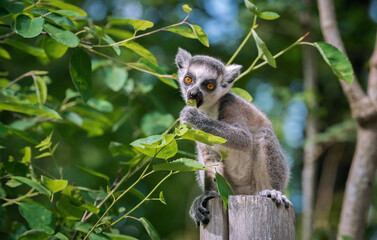 A young ring-tailed lemur (Lemur catta) sits on a wooden pole and eats young tree leaves
