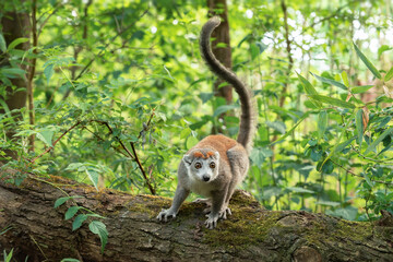 An adult female crowned lemur (Eulemur coronatus) stands at full height on the trunk of a fallen tree