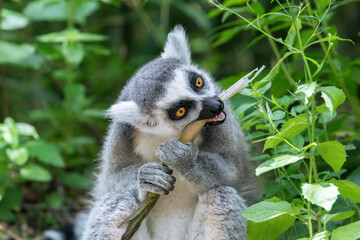 An adult ring-tailed lemur (Lemur catta) eats a young bamboo shoot