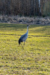 Fototapeta premium Lonely Grey Crane in a Rural Meadow