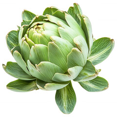 Obraz premium Whole Artichoke with Fresh Green Leaves