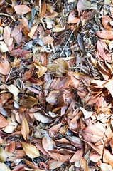Autumn Leaves Pattern with Vibrant Seasonal Colors