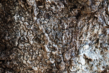 Close-Up of Tree Bark Texture: Natural Patterns and Details