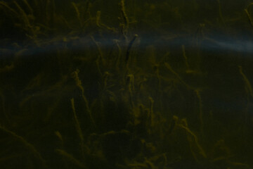 algae under water