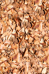 Autumn Leaves Pattern with Vibrant Seasonal Colors