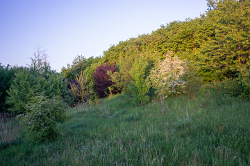 landscape with trees