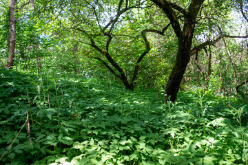 Dziki ogr&oacute;d latem