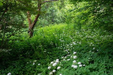 green forest in spring