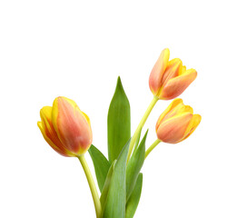 Colorful tulip flowers  isolated on white