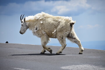 Mountain goat on high road