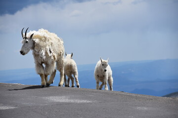 a mountain goat and her kids mt. evans colorado