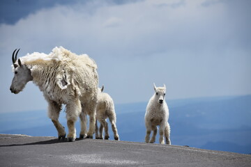 a mountain goat and her kids mt. evans colorado
