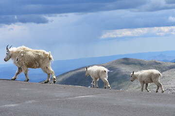 a mountain goat and her kids mt. evans colorado