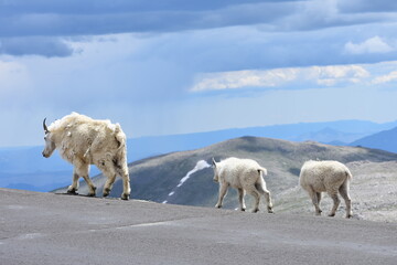 a mountain goat and her kids mt. evans colorado