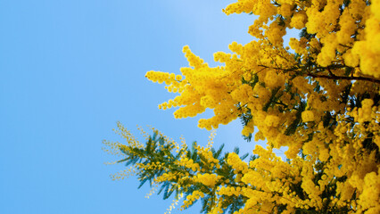 Mimosa flowers during flowering close-up, yellow, spring awakening, nature of the south of France