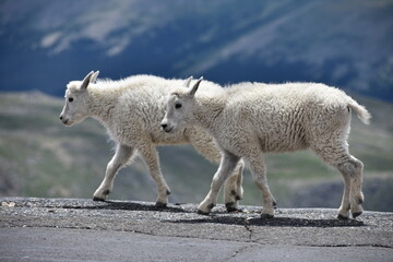 mountain goat kids wandering the road