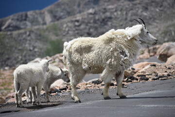 mountain goat and kids with mountains in distance