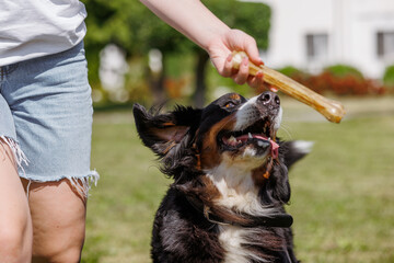Excited dog jumping for a bone treat held by its owner outdoors on a sunny day