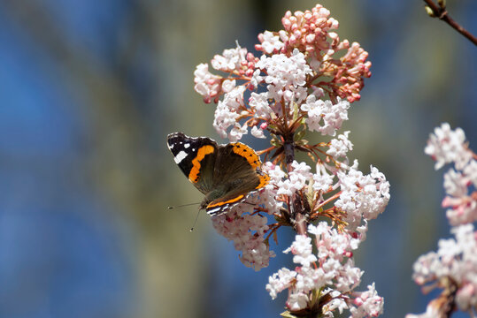 Red admiral butterfly (Vanessa Atalanta) perched on a white flower in Zurich, Switzerland