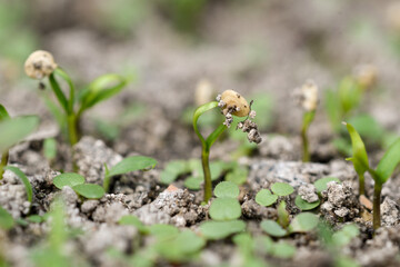 Pepper plant sprouting from seed