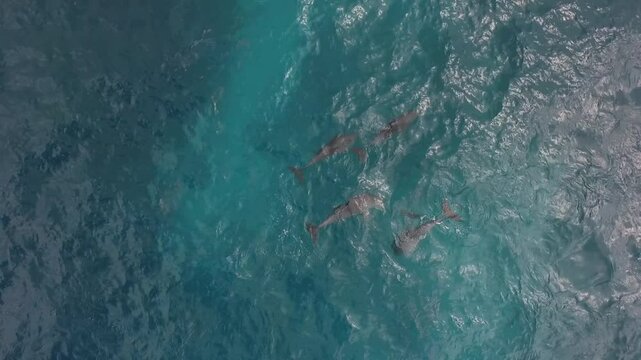 dolphin