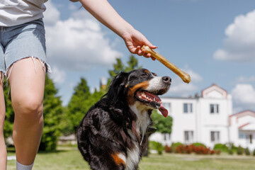 Excited dog jumping for a bone treat held by its owner outdoors on a sunny day