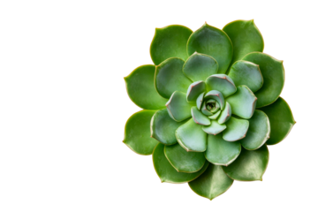 Green Echeveria on transparent background