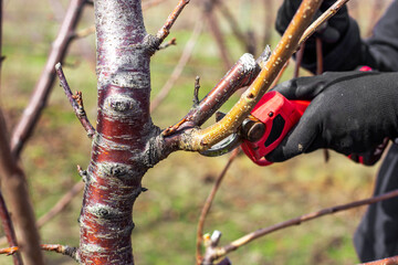 A gardener trims the branches of a fruit tree with electric pruning shears. Tree shaping in the garden in spring