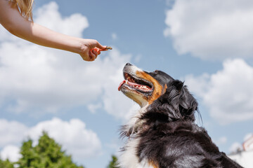Owner feeding a happy dog with a treat outdoors against a bright blue sky.