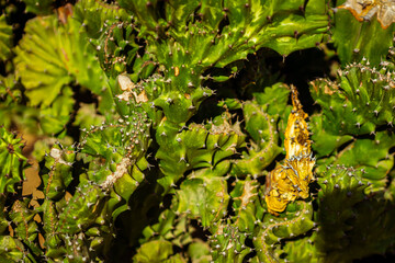 Cactus park; botanical garden; cactus background