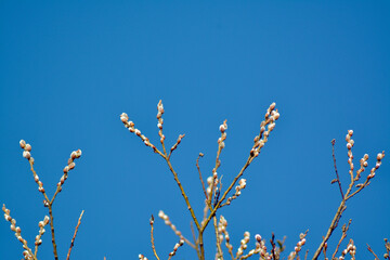 pussy willow branch against the blue screen.