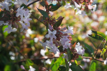 Blossom of Linnaea × grandiflora, synonym Abelia × grandiflora, flowering plant in the honeysuckle family Caprifoliaceae