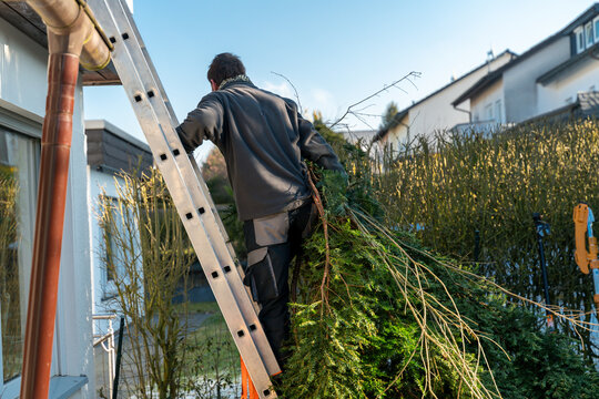 A landscape gardener manually transports a felled conifer from the garden over the roof of a house and climbs up a ladder.