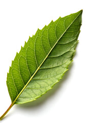 Obraz premium Green leaf isolated with white background