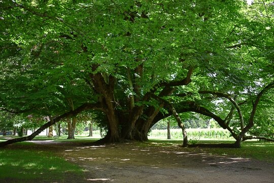 Tr&egrave;s vieux tilleul &agrave; grandes feuilles, Tilia platyphyllos, &eacute;talant ses branches dans un parc. 