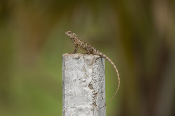 oriental garden lizard, eastern garden lizard, Indian garden lizard, common garden lizard,...