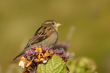 Fototapeta premium House Sparrow (Passer domesticus)