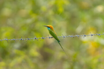 Asian green bee-eater, little green bee-eater, green bee-eater - Merops orientalis perched on barbed wire at green background. Photo from Nilaveli Beach in Sri Lanka.