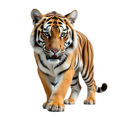 Obraz premium Tiger_Staring_Front_View_Beautiful_Stripes_Black_Background