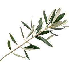 A natural olive branch with green leaves, isolated on white or transparent PNG. Ideal for Mediterranean, organic, and nature-inspired themes.