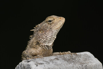Portrait of oriental garden lizard, eastern garden, Indian garden, common garden, bloodsucker, changeable - lizard - Calotes versicolor on pole at black background. Photo from Sri Lanka.