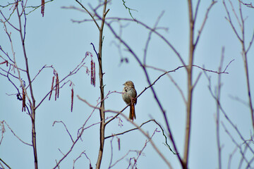 spparow bird on a branch