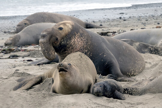 California Elephant Seals laying on beach in Ano Nuevo State Park during mating season. New born elephant seals are in abundance this time of year.