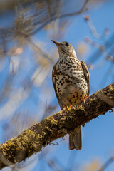 Mistle Thrush (Turdus viscivorus)
